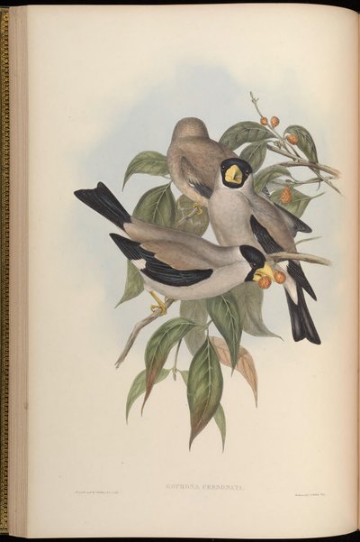 Eophona personata de John Gould